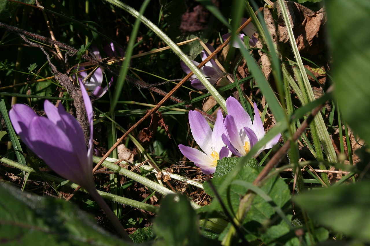 Gėlė,  Pobūdį,  Augalų,  Lapas,  Crocus,  Laukymė, Nemokamos Nuotraukos,  Nemokama Licenzija