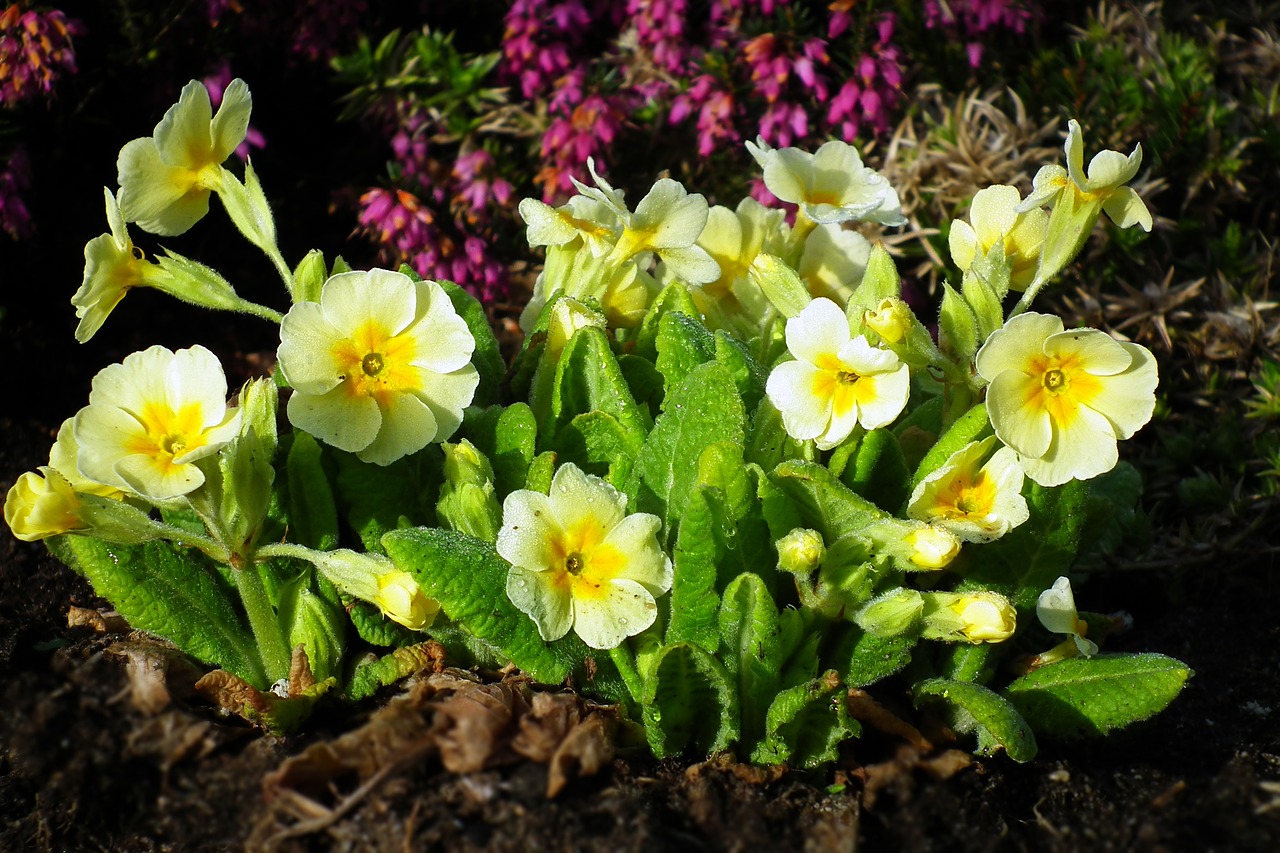 Gėlė,  Primula,  Pavasaris,  Pobūdį,  Augalų,  Sodas, Nemokamos Nuotraukos,  Nemokama Licenzija