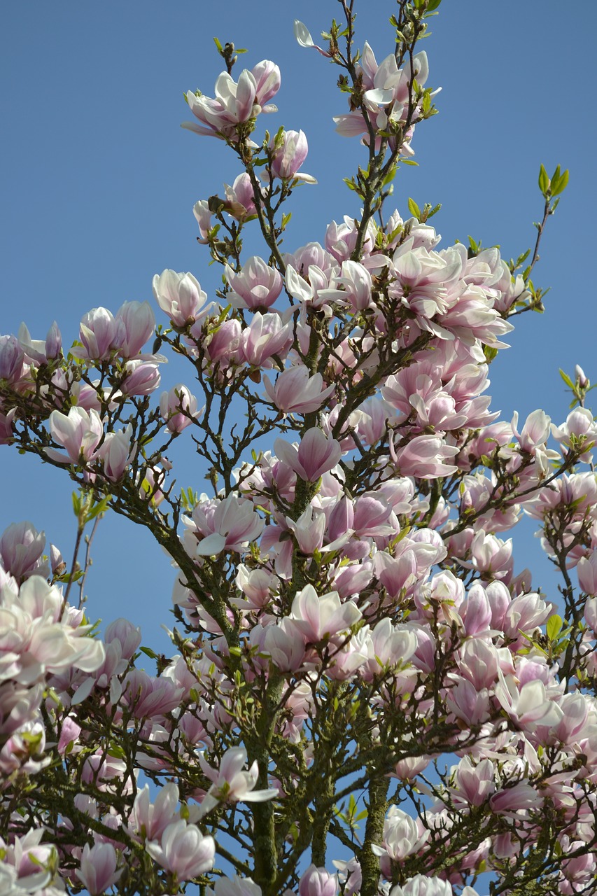 Gėlė,  Medis,  Augalų,  Filialas,  Pobūdį,  Magnolija,  Parkas,  Sodas, Nemokamos Nuotraukos,  Nemokama Licenzija