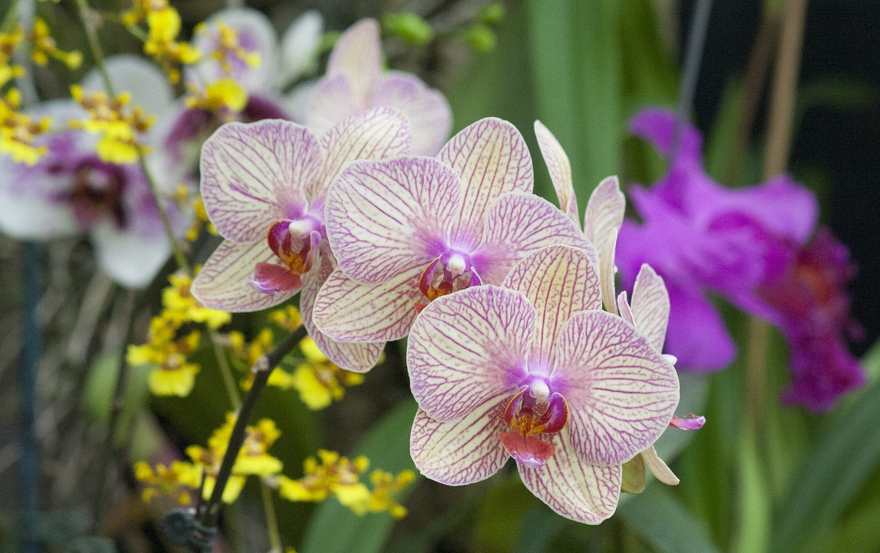 Gėlė,  Pobūdį,  Floros,  Tropical,  Sodas,  Žiedlapis,  Žydi,  Gėlių,  Egzotiškas,  Gražus