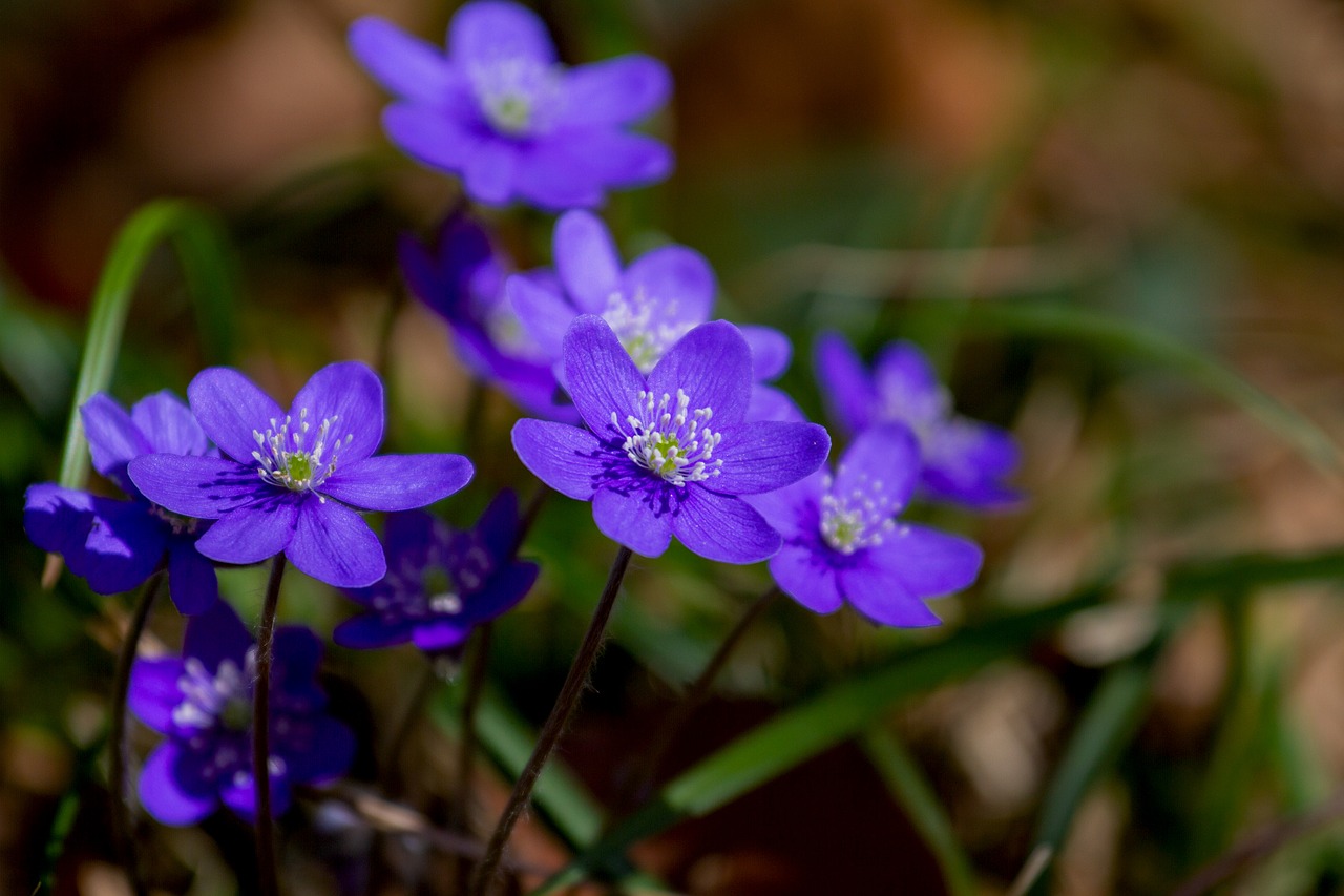 Gėlė,  Hepatica,  Pobūdį,  Augalų,  Miško Gėlė,  Hahnenfußgewächs,  Ranunculaceae,  Pavasaris,  Hepatica Nobilis,  Violetinė