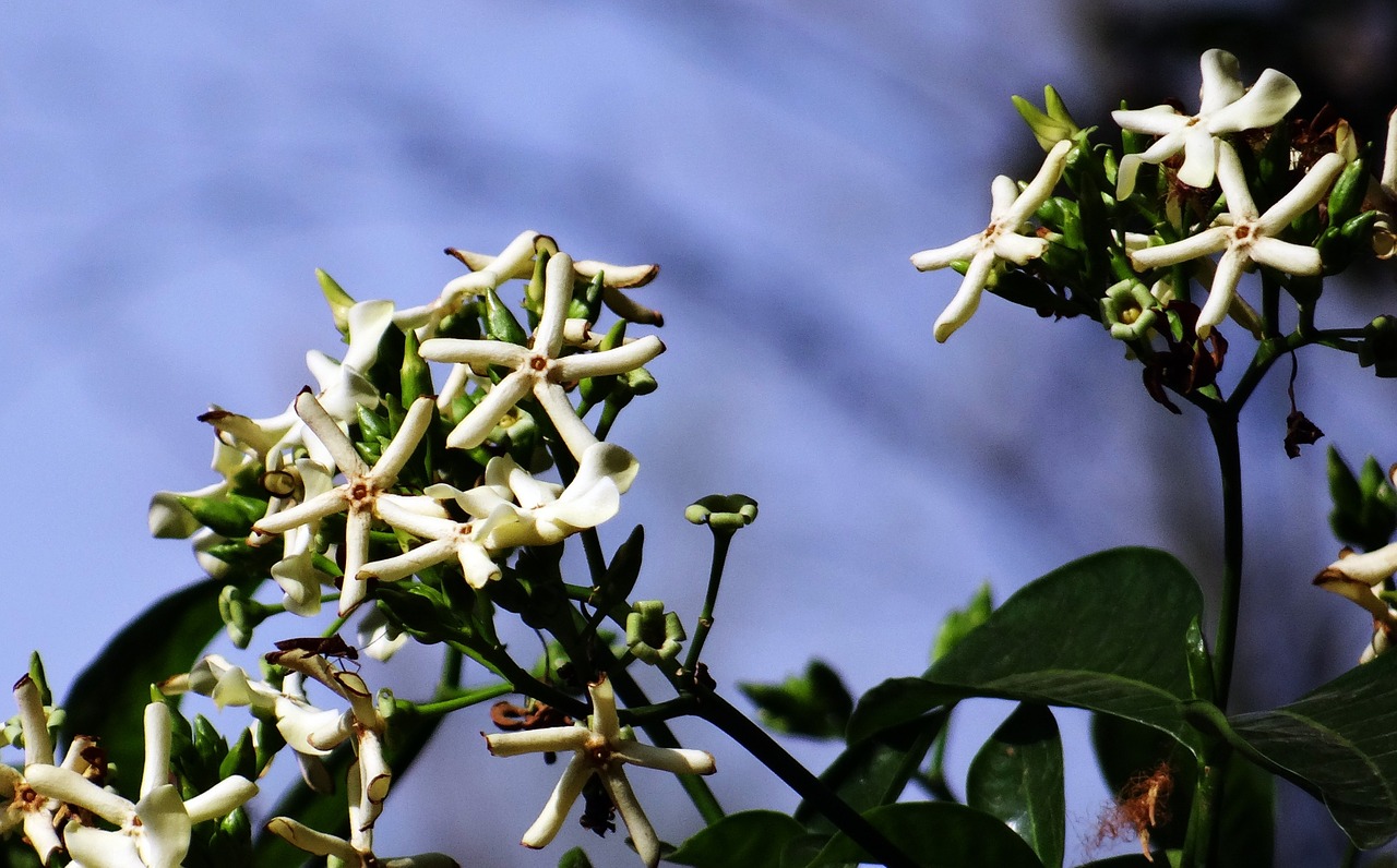 Gėlė, Wildflower, Gamta, Gėlių, Augalas, Natūralus, Žiedas, Žydėti, Žiedlapis, Botanikos