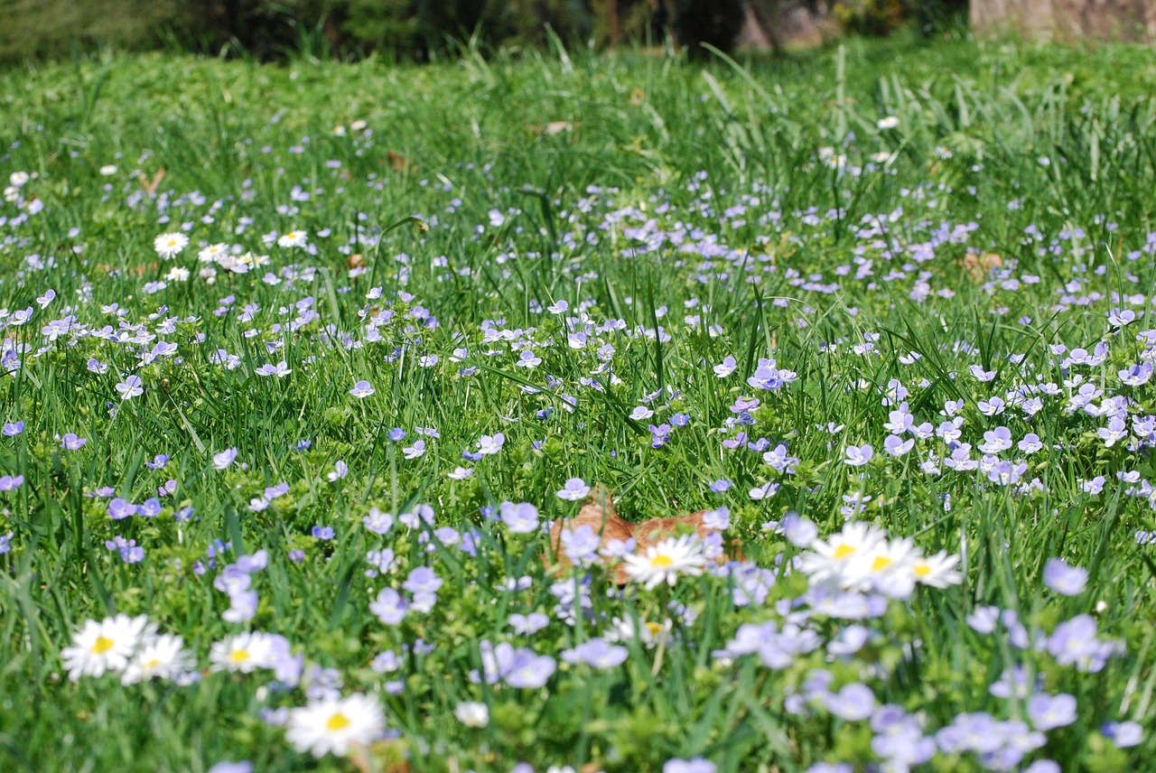 Gėlė,  Augalų,  Meadow,  Pobūdį,  Žolė,  Vasara,  Sezonas,  Laukas,  Sodas,  Gėlių