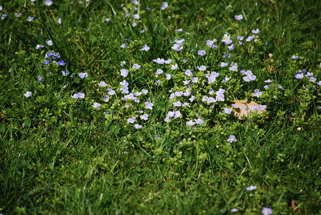 Gėlė,  Augalų,  Pobūdį,  Meadow,  Vasara, Nemokamos Nuotraukos,  Nemokama Licenzija