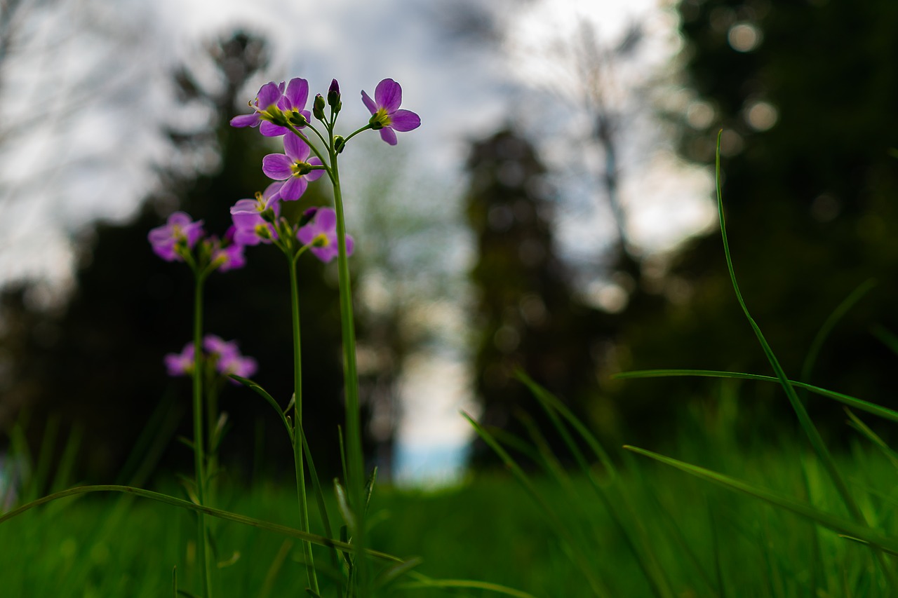 Gėlė,  Pobūdį,  Žolė,  Augalų,  Meadow,  Augimas,  Sodas,  Laukinių Gėlių,  Sezonas,  Gėlės