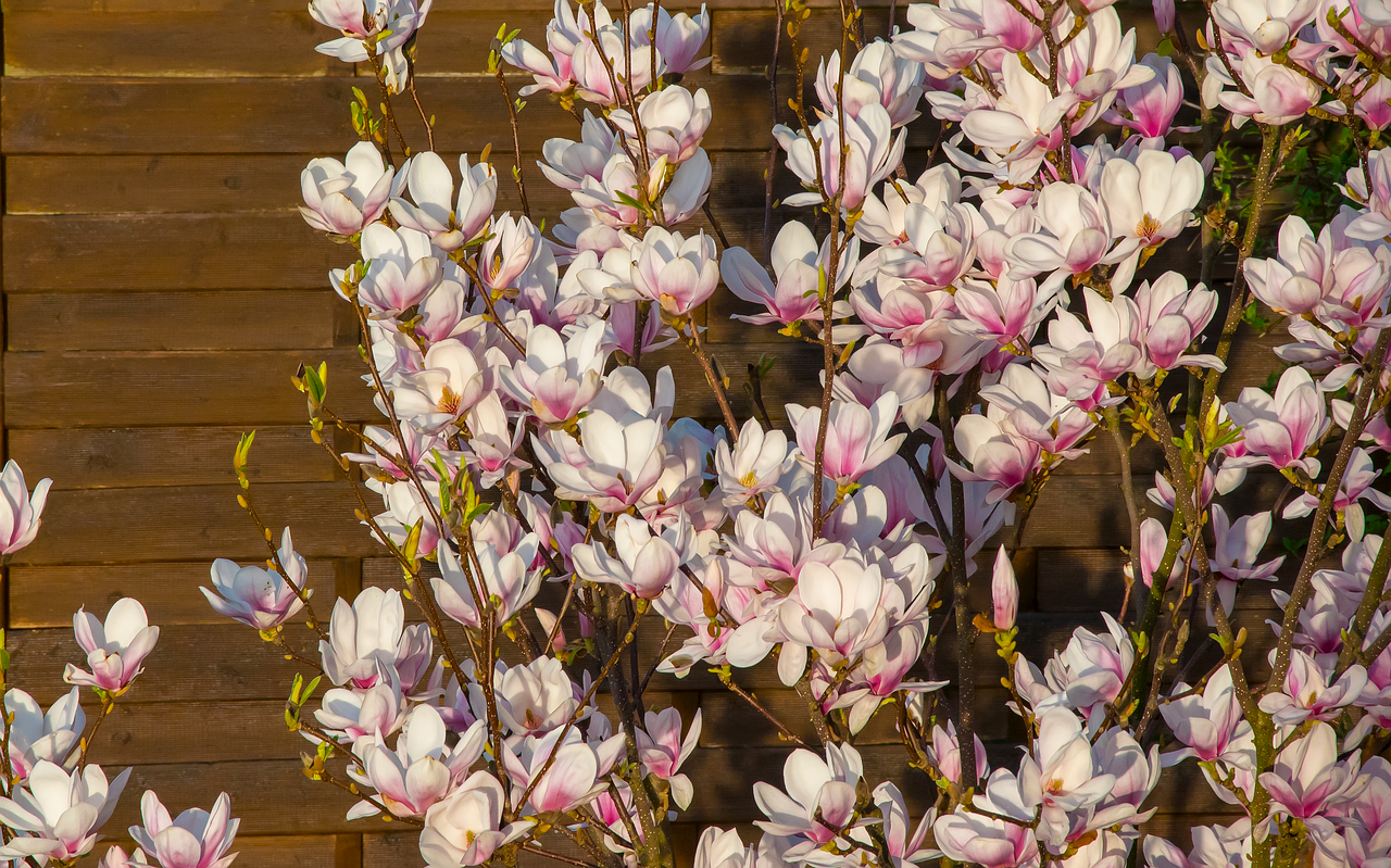 Gėlė,  Augalų,  Pobūdį,  Spalva,  Gėlių,  Magnolija,  Vakarą Saulė, Nemokamos Nuotraukos,  Nemokama Licenzija