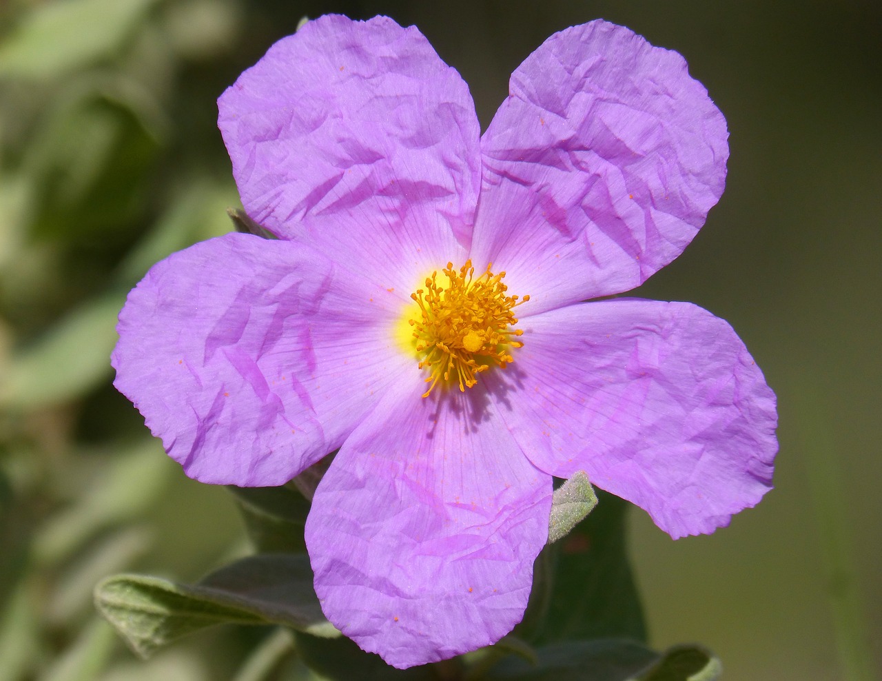 Gėlė,  Jara,  Stepių,  Cistus Albidus,  Pobūdį,  Augalų,  Sodas, Nemokamos Nuotraukos,  Nemokama Licenzija