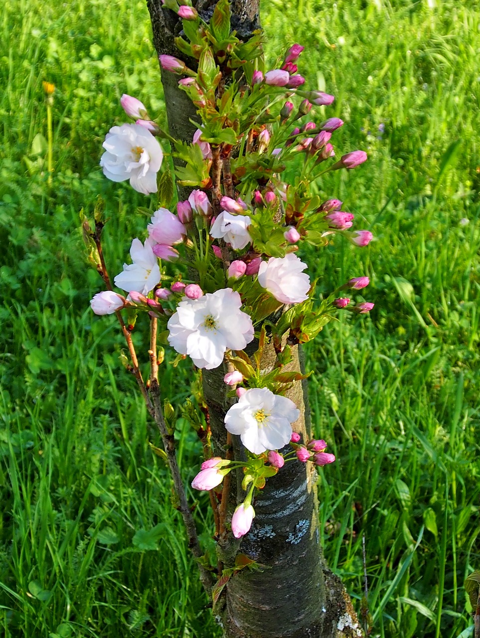 Gėlė,  Pobūdį,  Augalų,  Pavasaris,  Dekoratyviniai Krūmai,  Žiedas,  Žydi,  Žydi,  Rožinis,  Bud