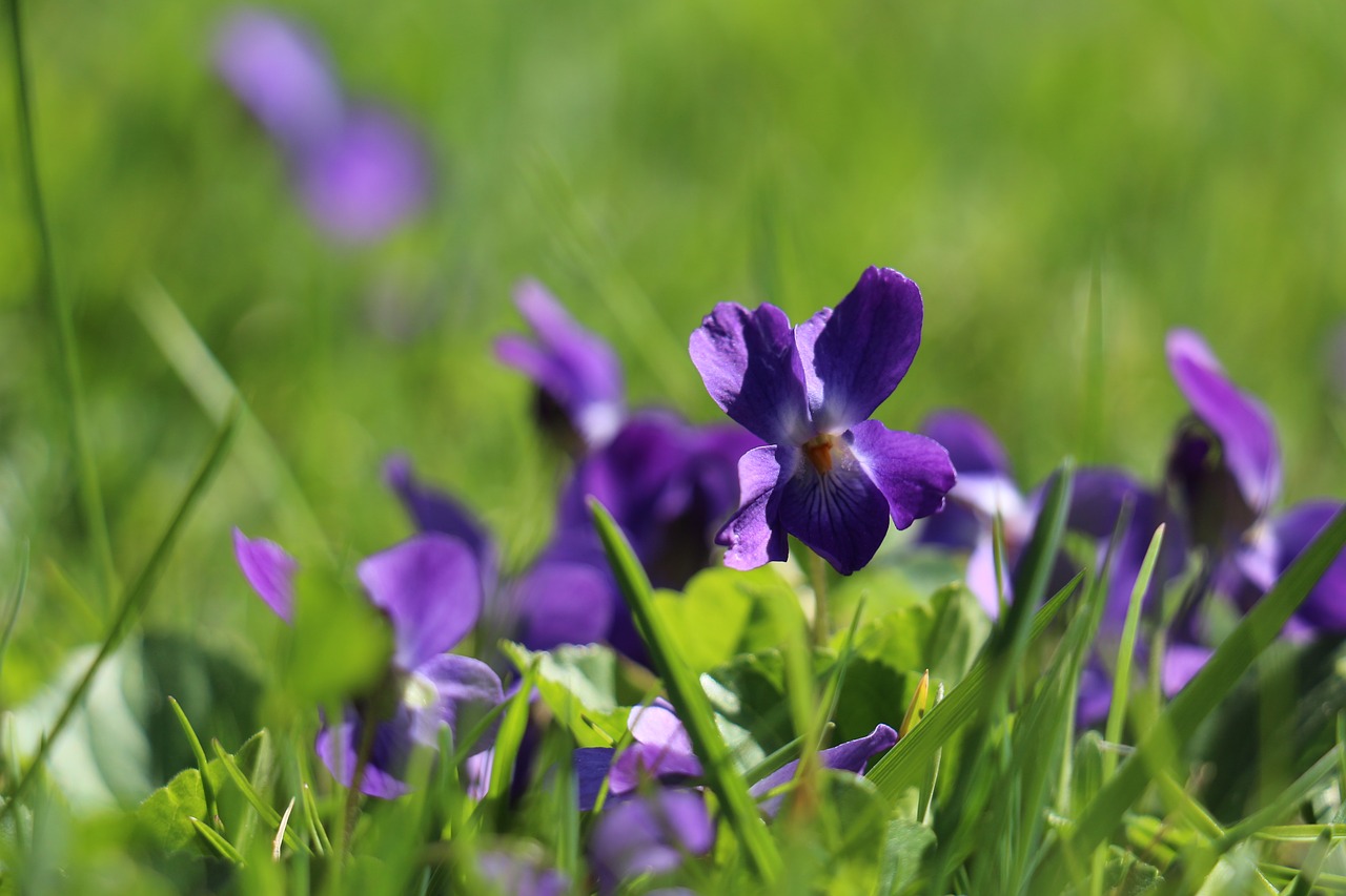 Gėlė,  Violetinė,  Violetinė,  Žolė,  Sodas, Nemokamos Nuotraukos,  Nemokama Licenzija