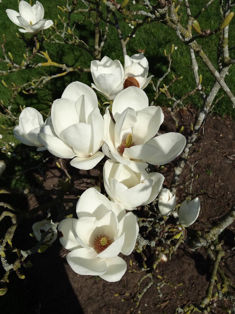 Gėlė,  Floros,  Pobūdį,  Žydi,  Gėlių,  Magnolija,  Sodas, Nemokamos Nuotraukos,  Nemokama Licenzija