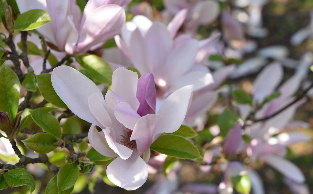 Gėlė,  Augalų,  Pobūdį,  Magnolija,  Filialas,  Sodas,  Vainiklapis, Nemokamos Nuotraukos,  Nemokama Licenzija