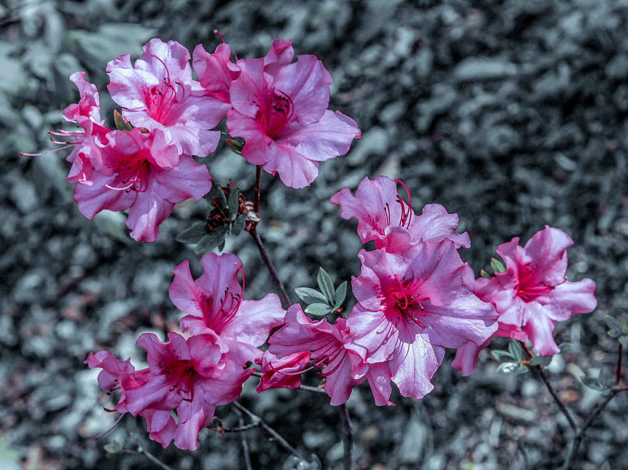 Gėlė, Wildflower, Gamta, Gėlių, Augalas, Natūralus, Žiedas, Žydėti, Žiedlapis, Botanikos