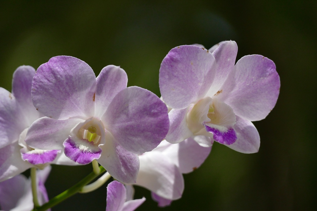 Gėlė,  Augalų,  Orchidėjų,  Žiedas,  Žydi,  Phalaenopsis,  Pobūdį,  Baltos Spalvos,  Drugelis Orchidėja,  Žydi