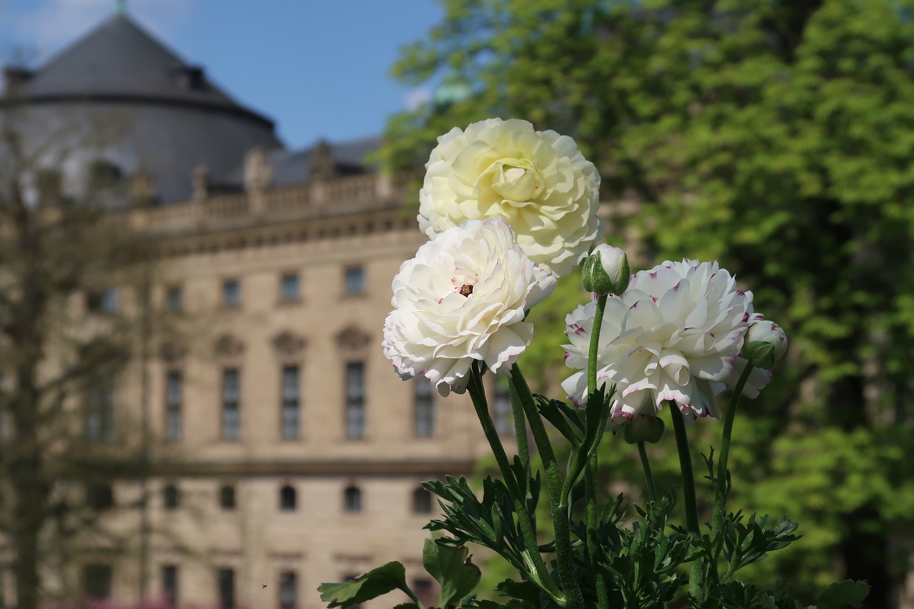 Gėlė,  Pobūdį,  Vasara,  Augalų,  Ranunculus,  Sodas,  Pavasaris,  Žiedas,  Žydi,  Würzburg