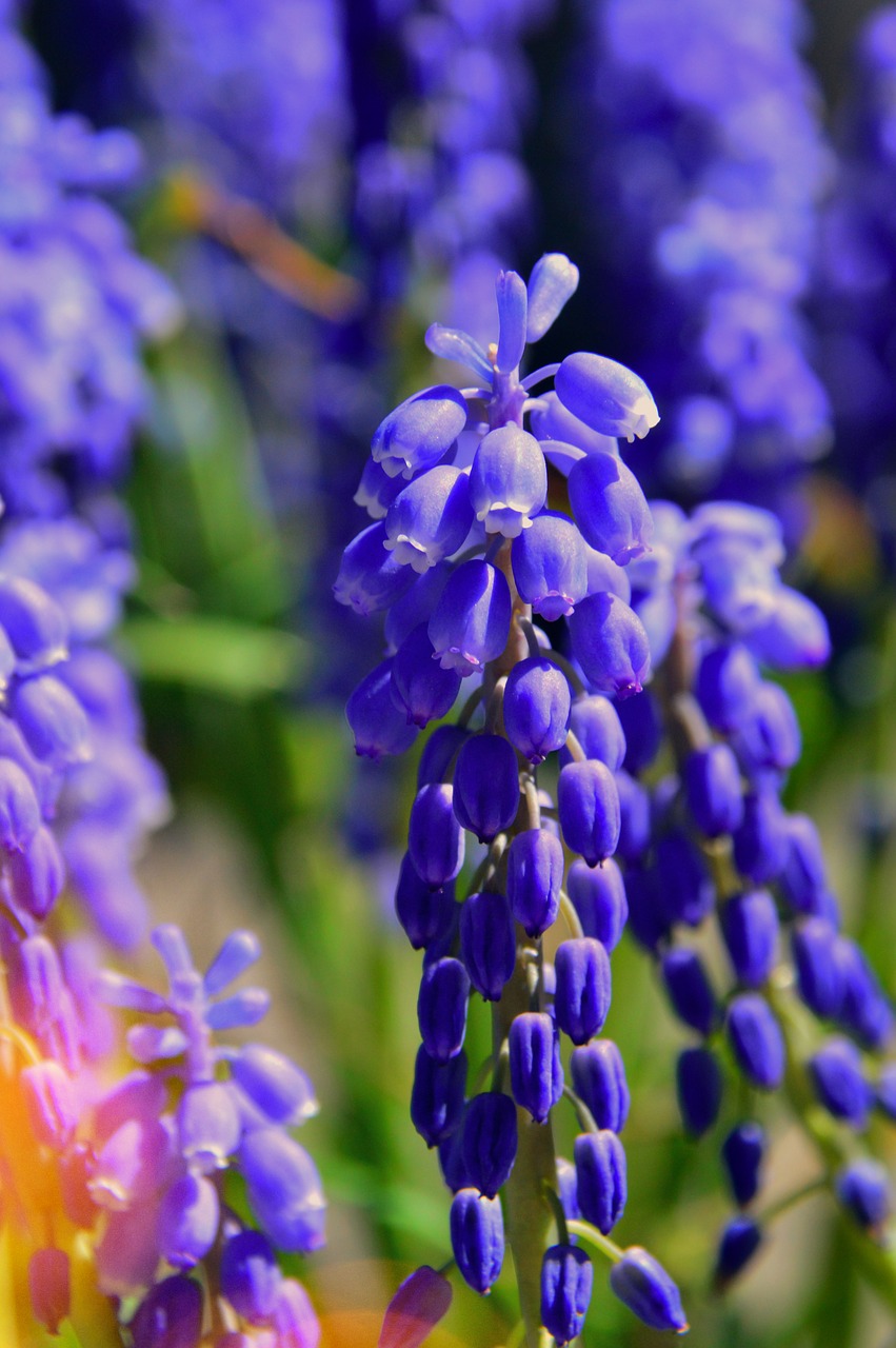 Gėlė,  Pobūdį,  Augalų,  Lauke,  Vasara,  Sodas,  Žiedlapis,  Lapų Augalai,  Gėlių,  Wildflower