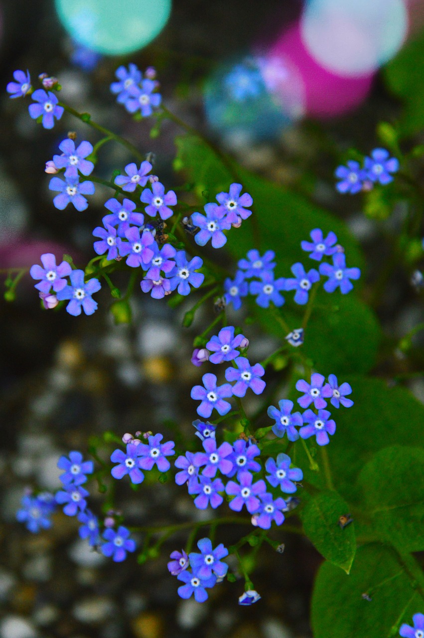 Gėlė,  Pobūdį,  Augalų,  Lauke,  Vasara,  Sodas,  Žiedlapis,  Lapų Augalai,  Gėlių,  Wildflower