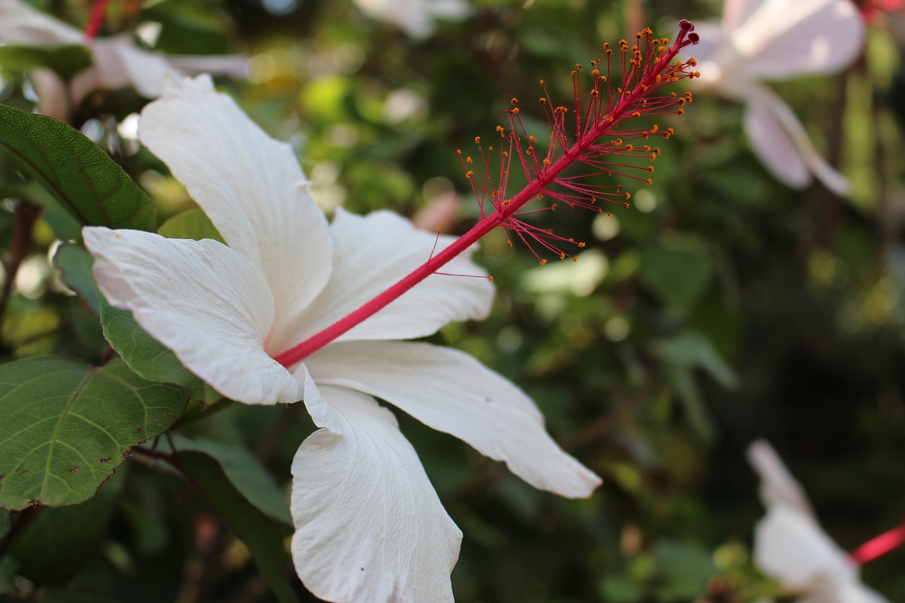 Gėlė,  Pobūdį,  Floros,  Lapų,  Sodas,  Žiedlapis,  Žydi,  Gėlių,  Parkas,  Hibiscus