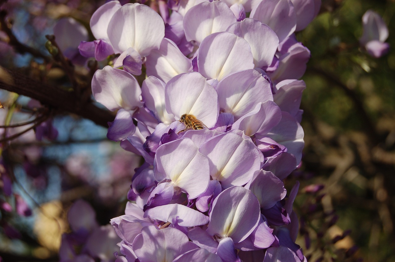 Gėlė,  Wisteria,  Pobūdį,  Žydi,  Pavasaris,  Gėlės, Nemokamos Nuotraukos,  Nemokama Licenzija