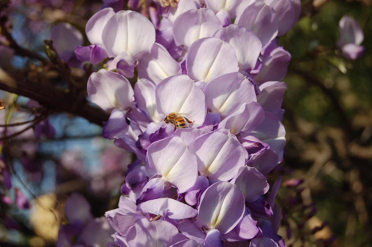 Gėlė,  Wisteria,  Pobūdį,  Žydi,  Pavasaris,  Gėlės, Nemokamos Nuotraukos,  Nemokama Licenzija