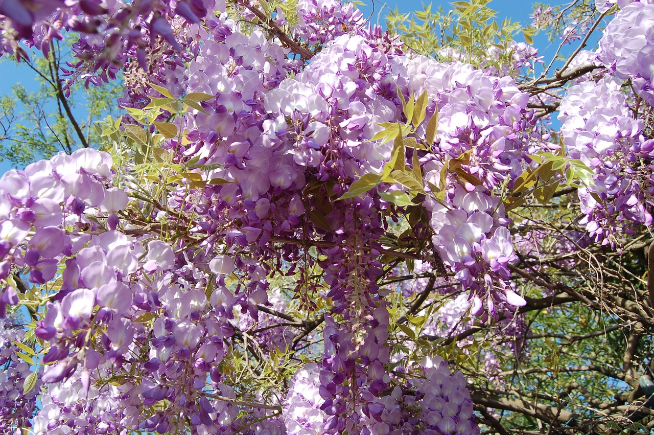 Gėlė,  Wisteria,  Pobūdį,  Žydi,  Pavasaris,  Gėlės, Nemokamos Nuotraukos,  Nemokama Licenzija