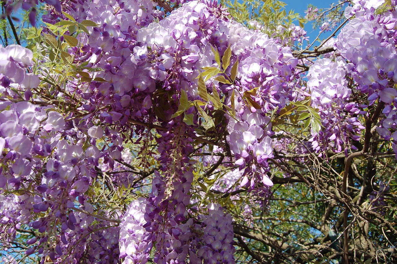 Gėlė,  Wisteria,  Pobūdį,  Žydi,  Pavasaris,  Gėlės, Nemokamos Nuotraukos,  Nemokama Licenzija