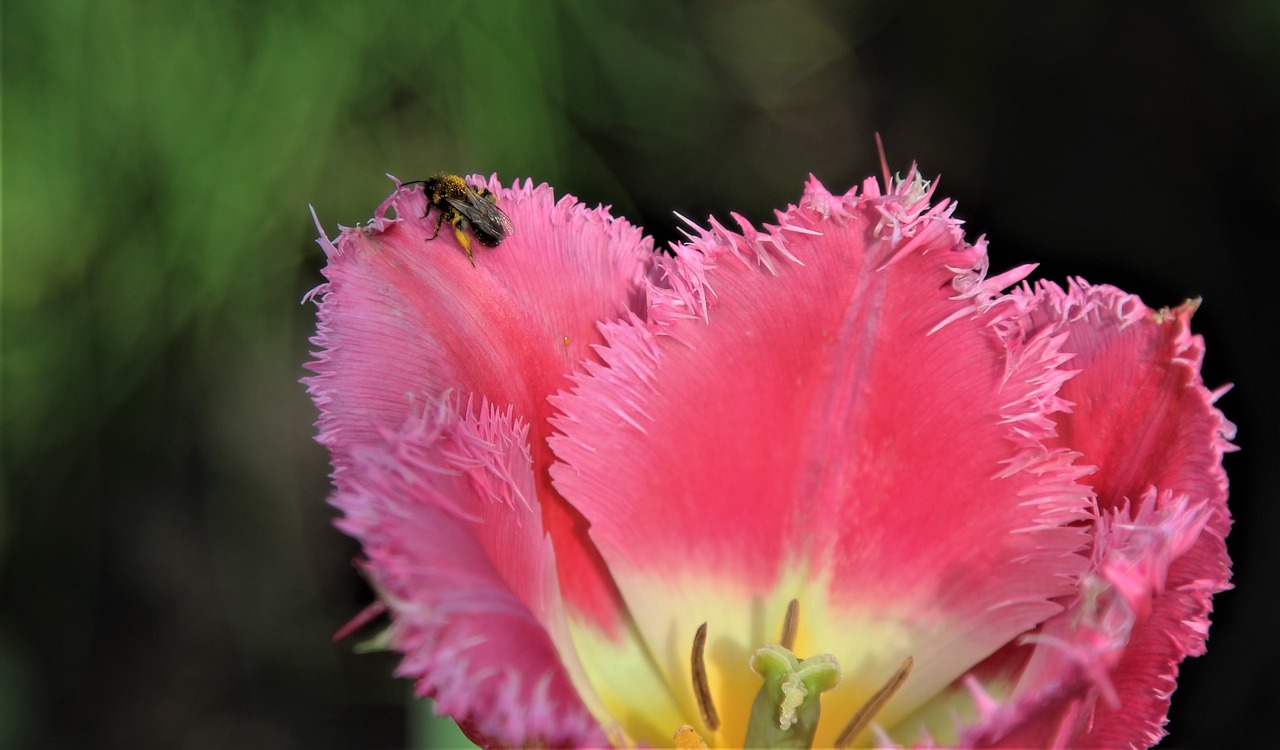 Gėlė,  Pobūdį,  Floros,  Žiedlapis,  Gėlių,  Iš Arti, Nemokamos Nuotraukos,  Nemokama Licenzija