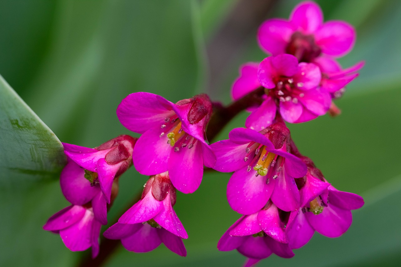 Gėlė,  Augalų,  Pavasaris,  Makro,  Gėlės,  Pobūdį,  Bergenia,  Rožinis,  Sodas, Nemokamos Nuotraukos