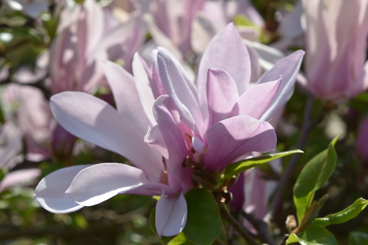 Gėlė,  Augalų,  Pobūdį,  Lapų,  Sodas,  Magnolija,  Žiedlapis,  Gėlių,  Pumpuras, Nemokamos Nuotraukos