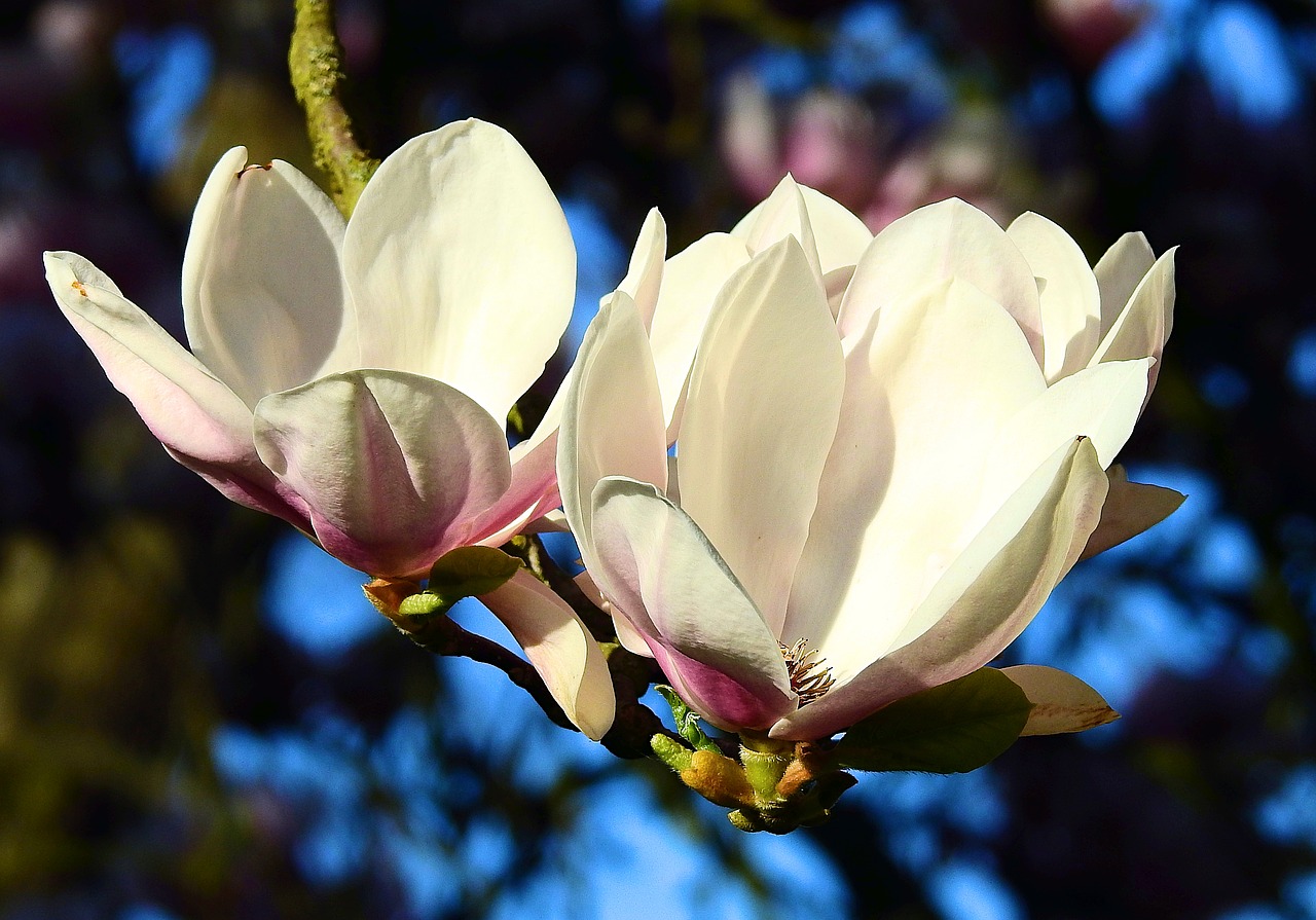 Gėlė,  Magnolija,  Augalų,  Gamta, Nemokamos Nuotraukos,  Nemokama Licenzija