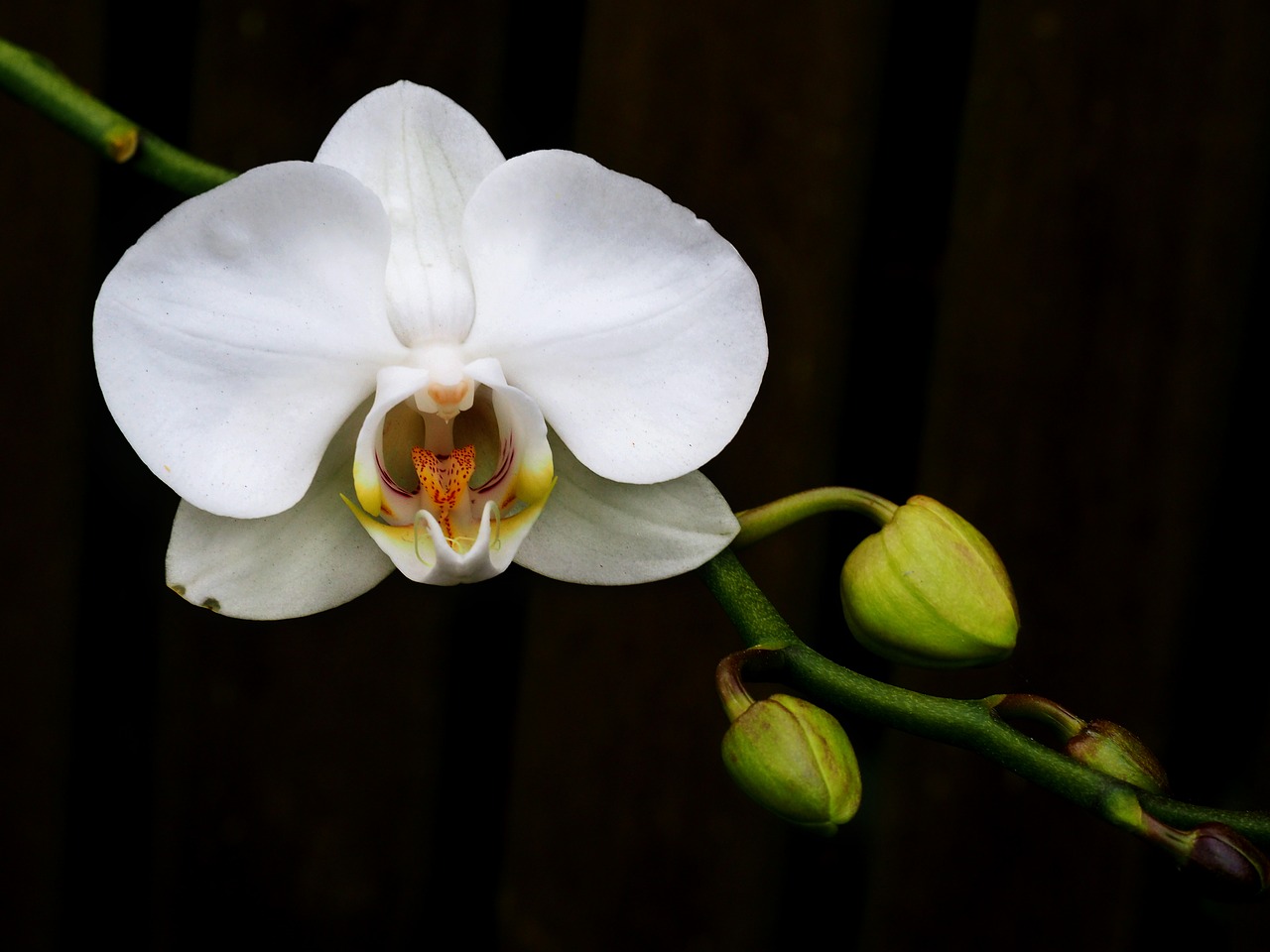 Gėlė,  Floros,  Pobūdį,  Žiedlapis,  Lapų,  Orchidėjų,  Augalų,  Žalias,  Žiedas,  Natūralus