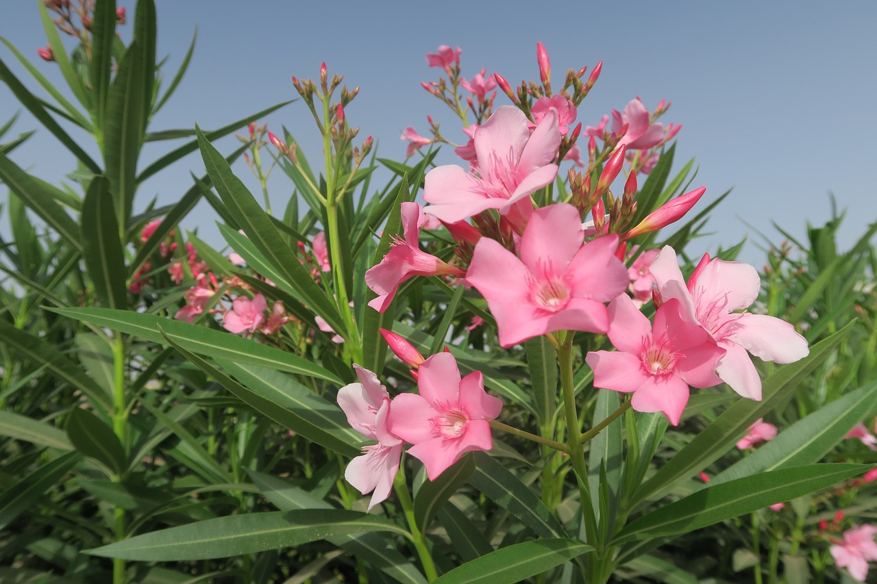 Gėlė,  Pobūdį,  Augalų,  Vasara,  Lapai,  Oleander, Nemokamos Nuotraukos,  Nemokama Licenzija