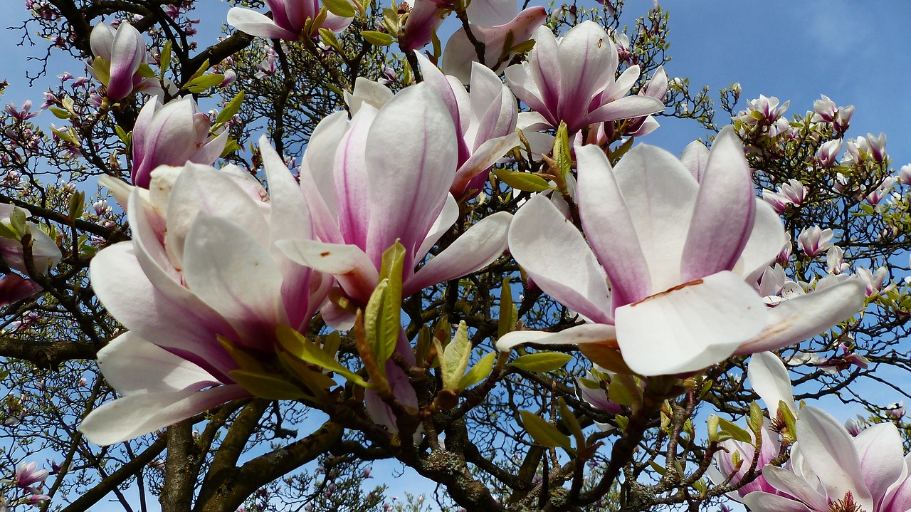 Gėlė,  Magnolija,  Augalų,  Pobūdį,  Sodas,  Žiedlapis,  Įvykdymas,  Medis,  Good Looking,  Spalva