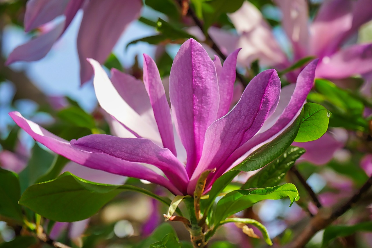 Gėlė,  Pobūdį,  Augalų,  Lapų,  Sodas,  Magnolija,  Violetinė,  Magenta,  Medis,  Žiedas