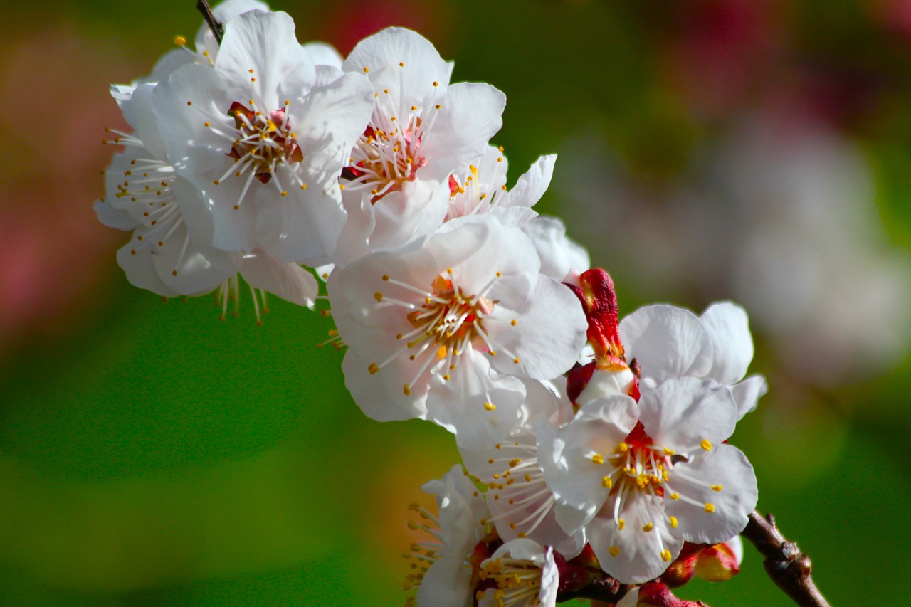 Gėlė,  Pobūdį,  Floros,  Vyšnia,  Medis,  Sezonas,  Žydi,  Apple,  Pavasaris, Nemokamos Nuotraukos