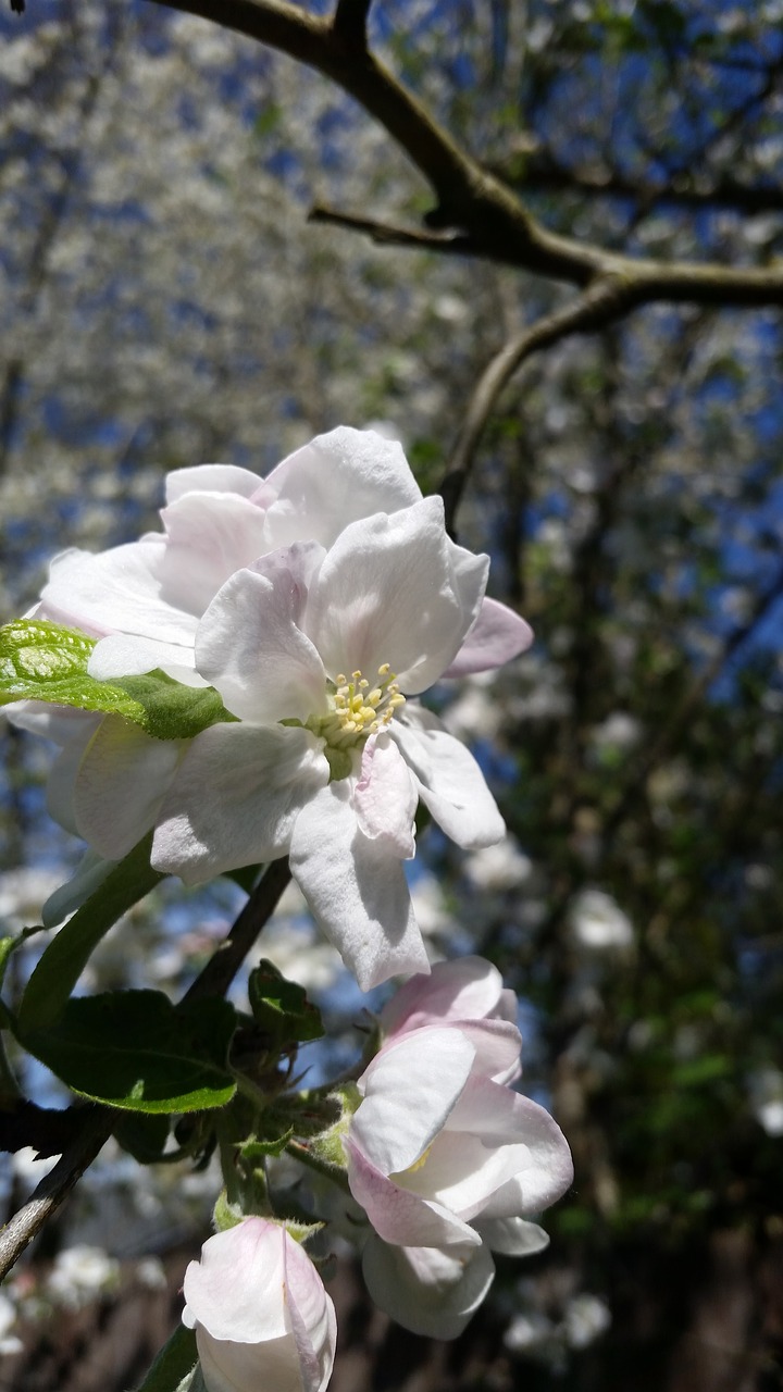 Gėlė,  Medis,  Floros,  Filialas,  Pobūdį,  Žydi,  Apple,  Gražus, Nemokamos Nuotraukos,  Nemokama Licenzija