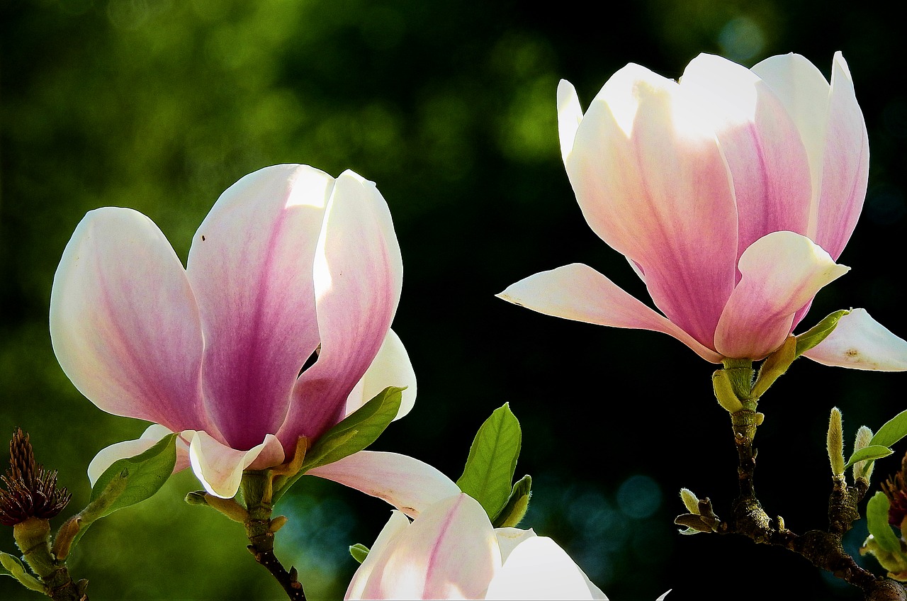 Gėlė,  Augalų,  Pobūdį,  Žiedlapis,  Magnolija, Nemokamos Nuotraukos,  Nemokama Licenzija