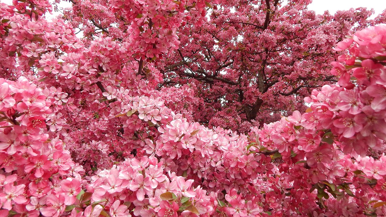 Gėlė,  Floros,  Pobūdį,  Sezonas,  Medis, Nemokamos Nuotraukos,  Nemokama Licenzija