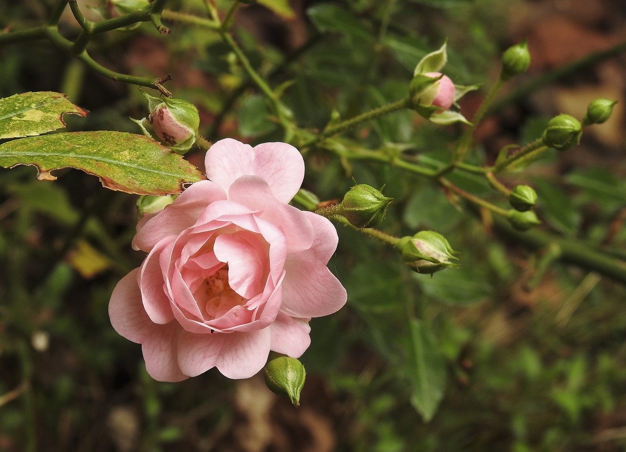 Gėlė,  Pobūdį,  Floros,  Lapų,  Sodas,  Žiedlapis,  Išaugo,  Pumpuras, Nemokamos Nuotraukos,  Nemokama Licenzija