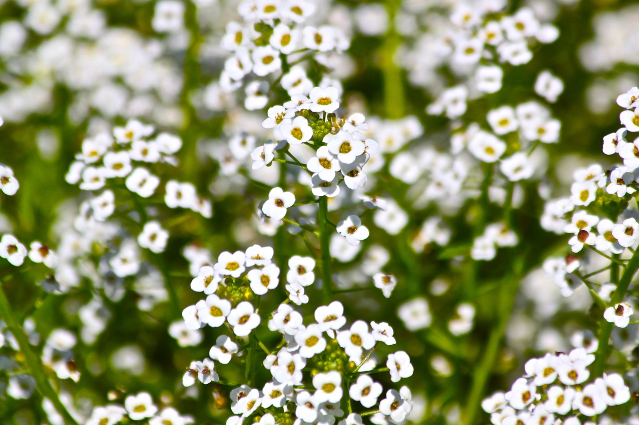 Gėlė,  Pobūdį,  Floros,  Vasara,  Sezonas,  Žydi,  Aplinka, Nemokamos Nuotraukos,  Nemokama Licenzija