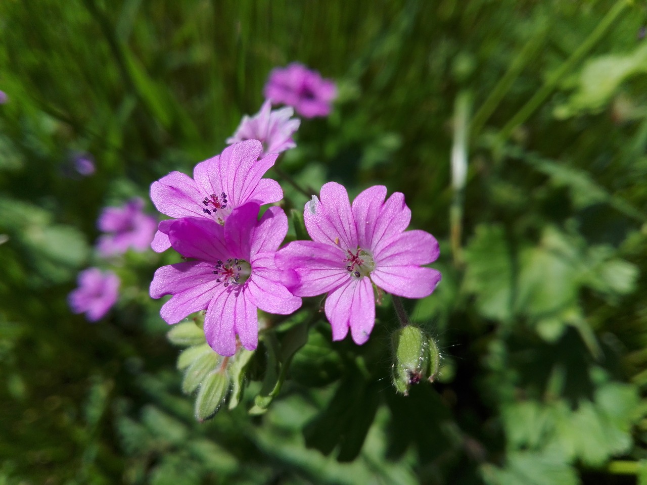 Gėlė,  Floros,  Pobūdį,  Sodas,  Vasara,  Žiedlapis,  Lauke,  Žydi,  Gėlių,  Augimas