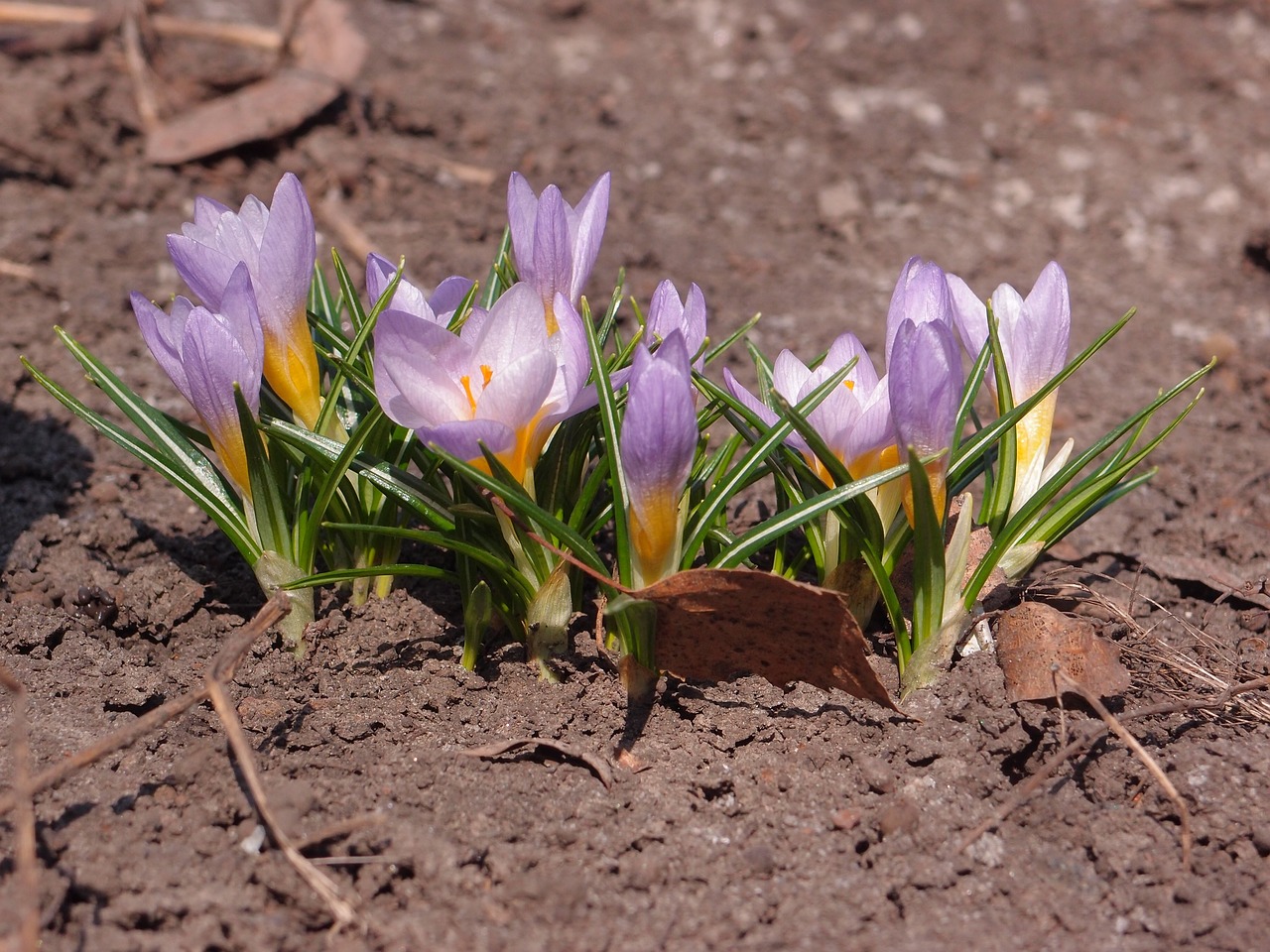 Gėlė,  Pobūdį,  Augalų,  Dirvožemio,  Pavasaris,  Crocus,  Crocuses, Nemokamos Nuotraukos,  Nemokama Licenzija