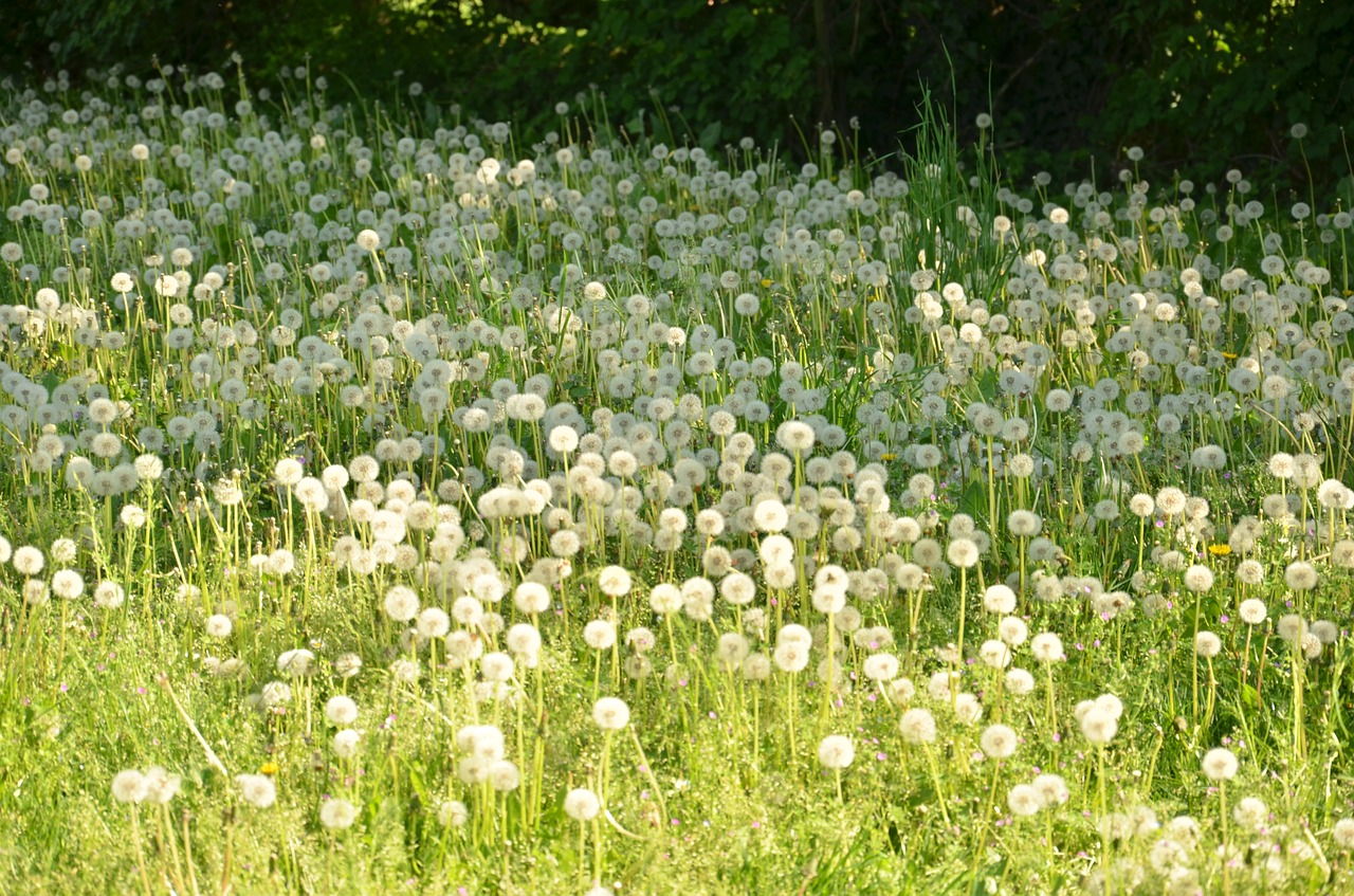 Gėlė,  Laukas,  Hayfield,  Pobūdį,  Žolė,  Vasara,  Lauke,  Wildflower, Nemokamos Nuotraukos,  Nemokama Licenzija