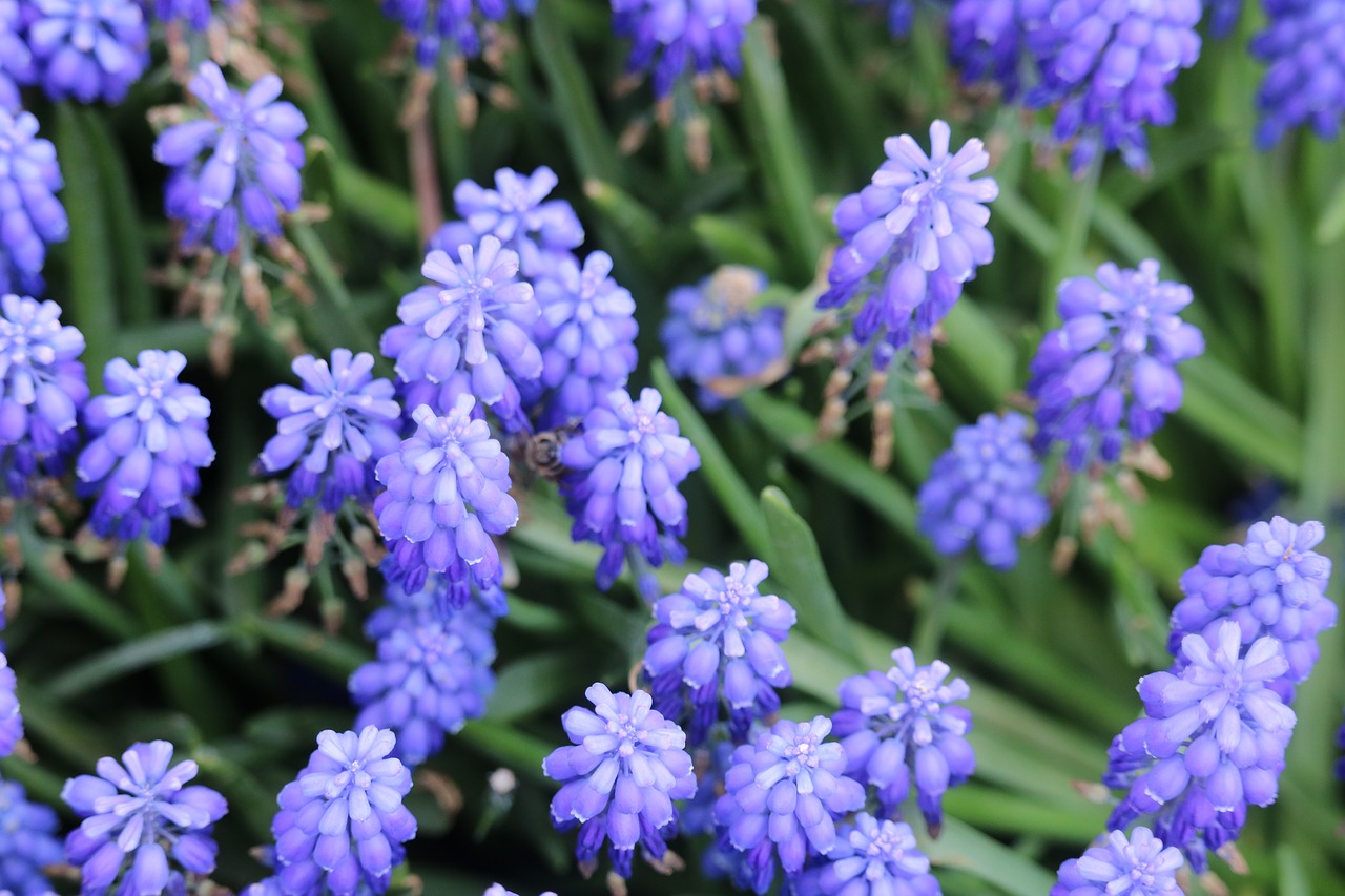 Gėlė,  Pobūdį,  Augalų,  Sodas,  Niekas,  Žiedlapiai,  Puokštė De Fleurs, Nemokamos Nuotraukos,  Nemokama Licenzija