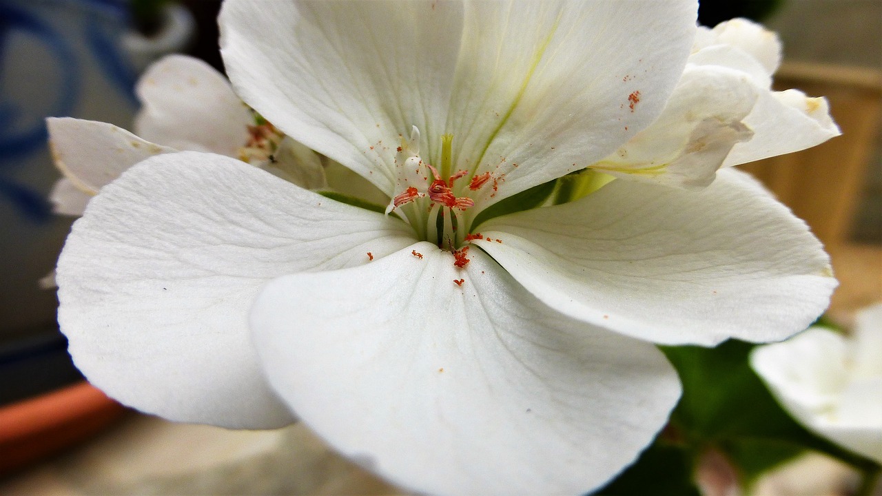 Gėlė,  Pobūdį,  Augalų,  Sodas,  Žiedlapis,  Pelargonijų,  Gėlės Žiedlapiais,  Žydėjimo,  Baltas, Nemokamos Nuotraukos