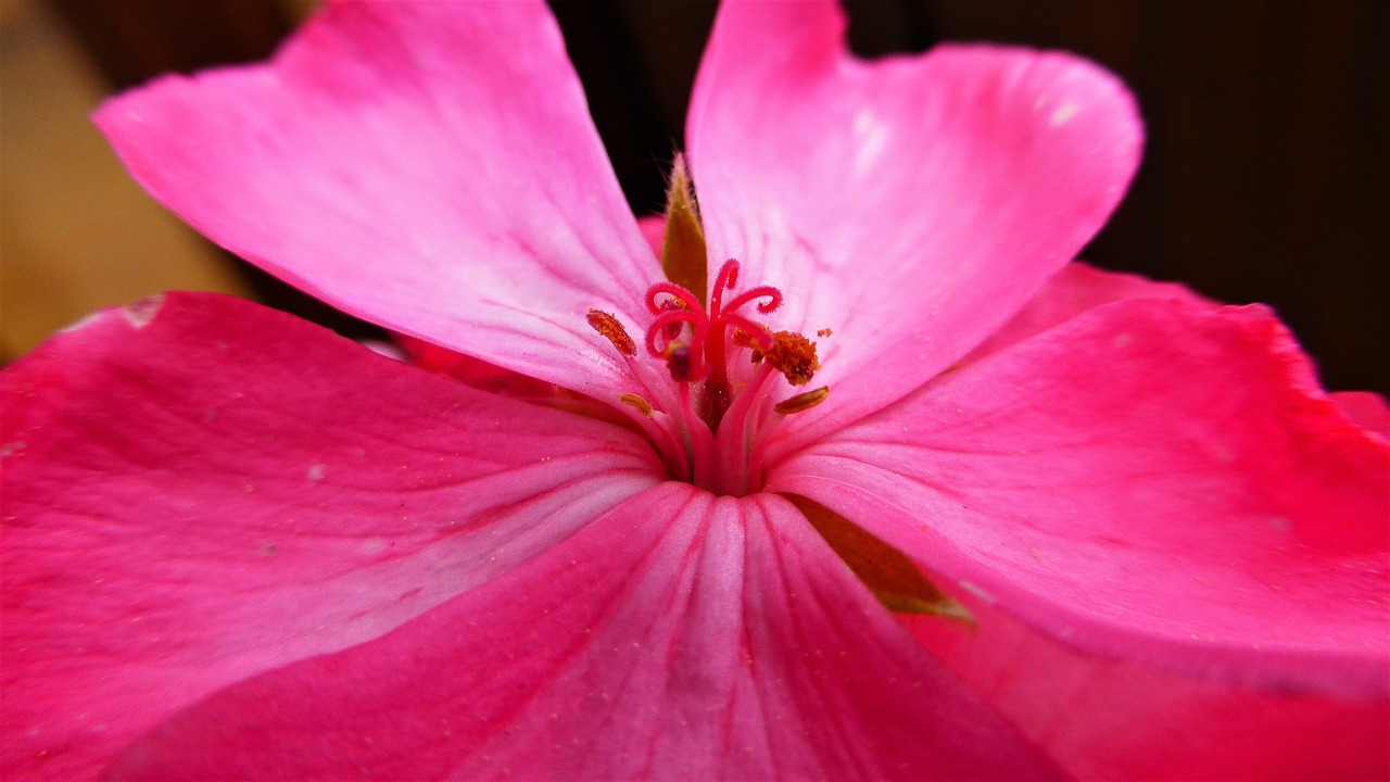 Gėlė,  Pelargonijų,  Pobūdį,  Augalų,  Nė Vienas Asmuo,  Žiedlapis,  Įvykdymas, Nemokamos Nuotraukos,  Nemokama Licenzija