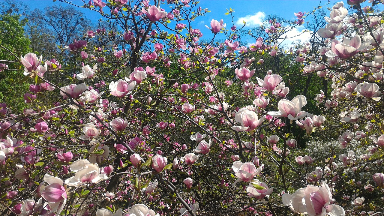 Gėlė,  Augalų,  Pobūdį,  Sodas,  Medis,  Magnolija,  Žydi, Nemokamos Nuotraukos,  Nemokama Licenzija