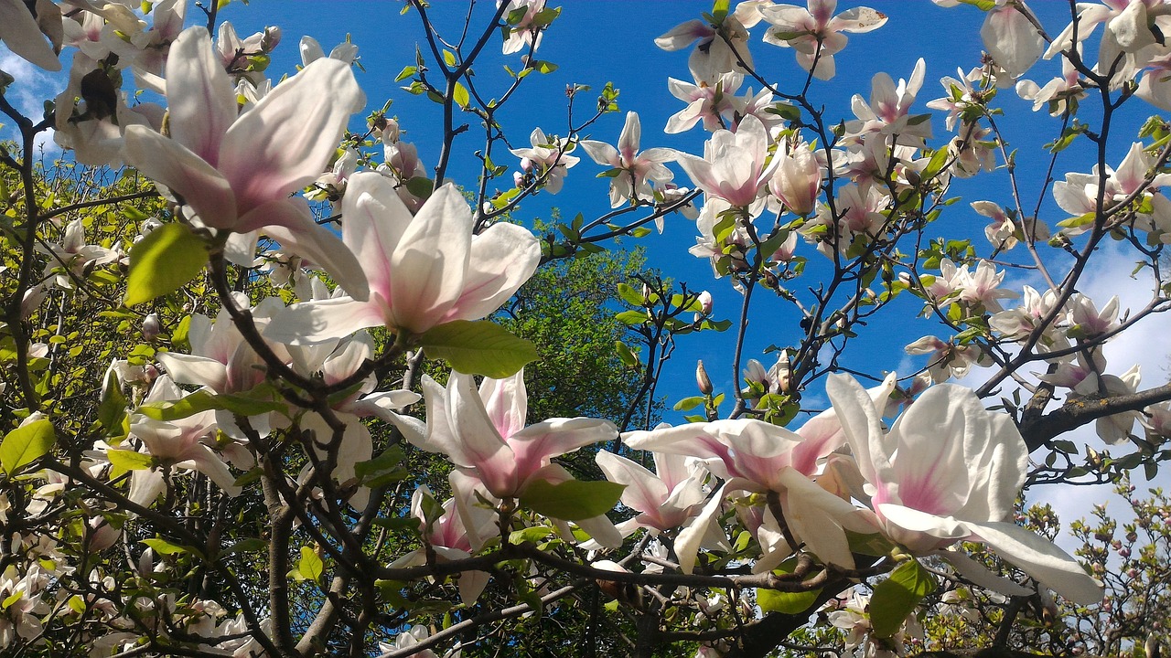 Gėlė,  Augalų,  Pobūdį,  Magnolija,  Filialas,  Sodas,  Žydi,  Bud,  Miela,  Parkas