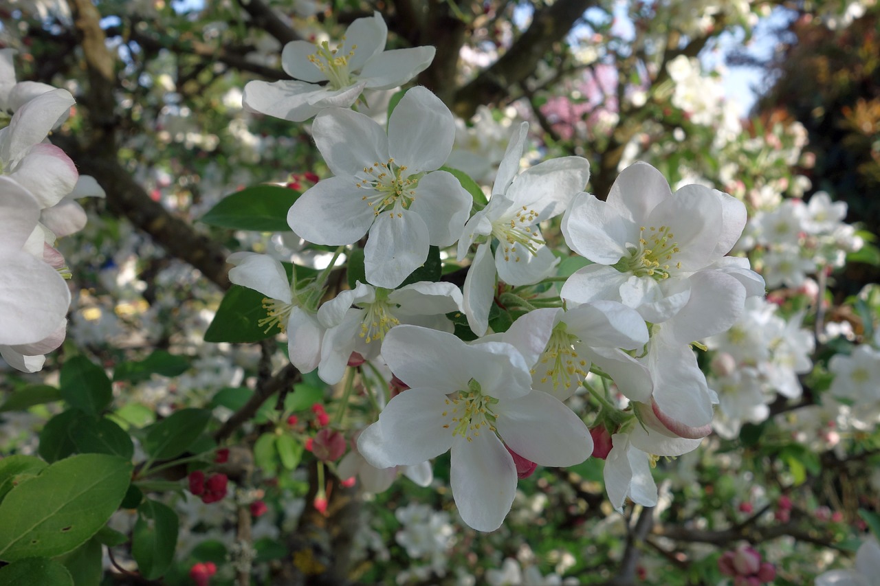 Gėlė,  Medis,  Augalų,  Sodas,  Pobūdį,  Pagražinimas,  Malus,  Gėlės,  Pavasaris,  Floros