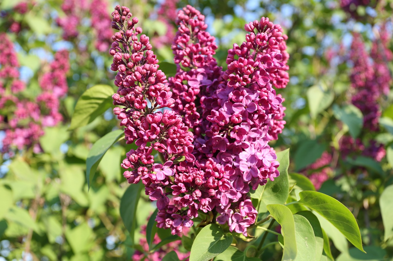 Gėlė,  Pobūdį,  Augalų,  Sodas,  Lapų,  Violetinės Gėlės,  Sommer,  Vasara,  Žydėjimo,  Sezonas