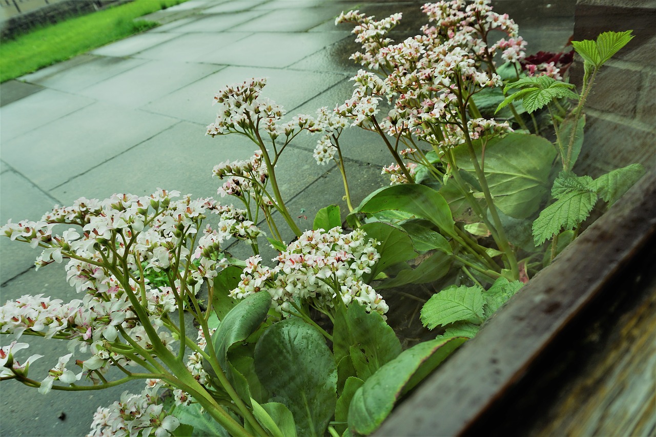 Gėlė,  Pobūdį,  Floros,  Lapų,  Lauke,  Žydi,  Šviežumas,  Sezonas,  Spalva,  Žiedlapis